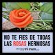 No te fíes de todas las rosas hermosas