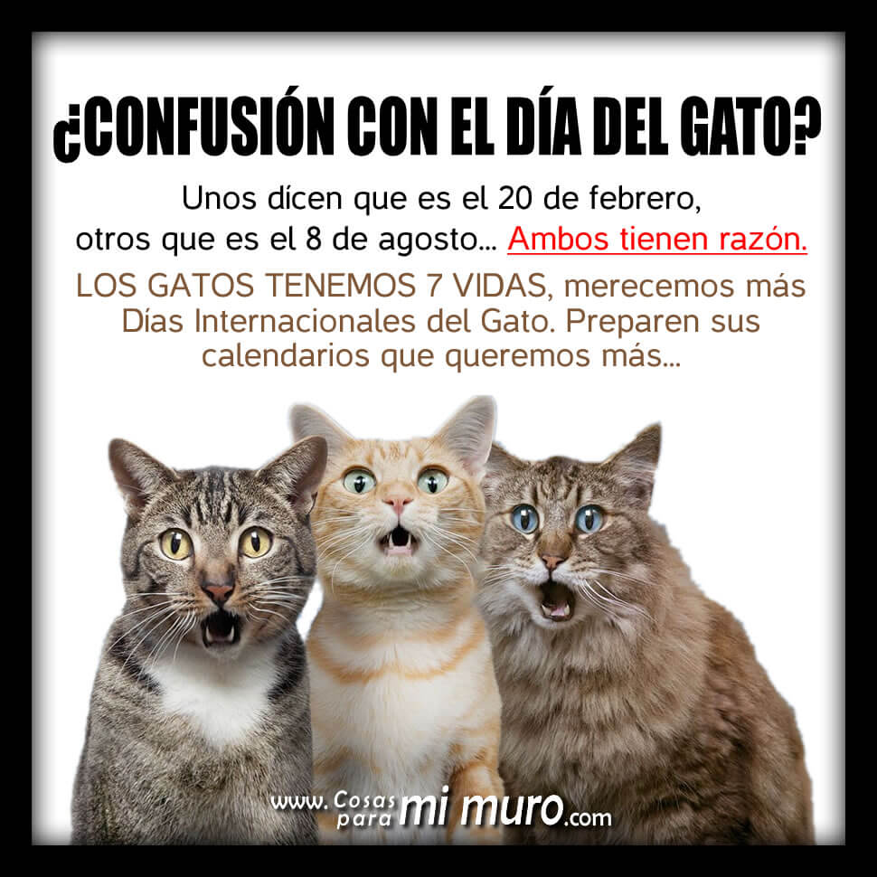 Imágenes Día del Gato Internacional World Cat Day