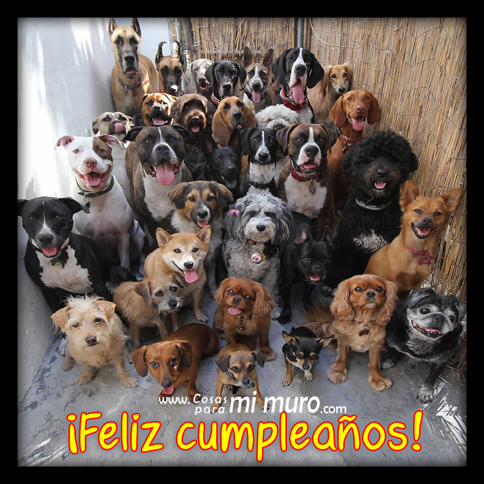 Imagen de perritos deseando un feliz cumpleaños